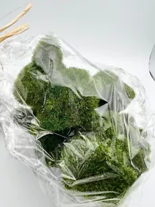 House & Garden Mossy Green Flocked Bunny Rabbit Easter Vase fillers Set of 6 3X3 - Picture 1 of 3
