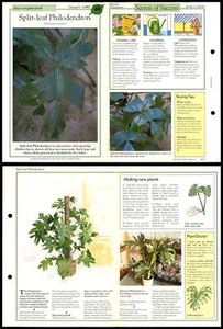 Split-Leaf Philodendron #84 Easy-Care Success With House Plants Fold-Out Card - Picture 1 of 1