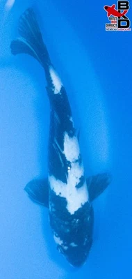 13" SHOWA Live Koi Fish Garden Pond 10/12 - Image 1 of 4