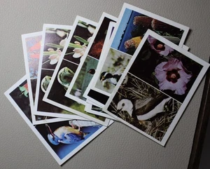 WEET-BIX CEREAL CARDS BIRDS AND WILDFLOWERS 9 DIFFERENT. 11 CARDS TOTAL #RAD93 - Picture 1 of 5
