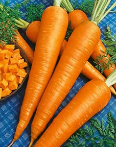 Carrot Seeds - Danvers 126 - Bild 1 von 6