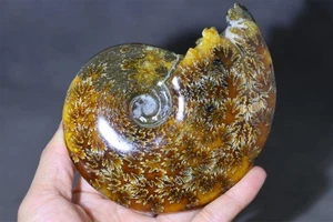 390g Natural Ammonite Fossil Conch Reiki mineral Specimen crystal Heal Decor 154 - Picture 1 of 10