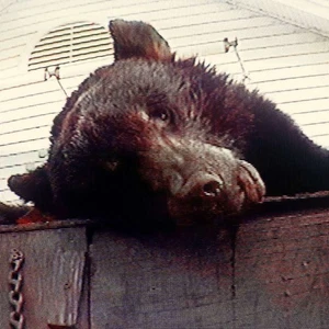 Truck Violence Violence (Vinyl) 12" Album Coloured Vinyl - Picture 1 of 1