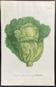 Weinmann - Col. Grabado Mezzotint 260 - 1737 - Imagen 1 de 1