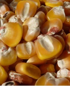 1/4 Lb. ( Approx. 275 Seed ) Hickory King Yellow Field Corn Non GMO Heirloom - Picture 1 of 3