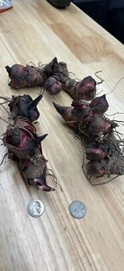 Canna Bulbs, you get 3 clusters of Jumbo Canna Bulbs - Picture 1 of 3