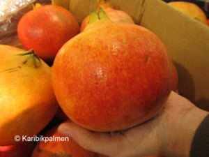 Punica granatum 'Wonderful'- Riesen-Granatapfel - Pflanze 100-120cm -12° Frost - Bild 1 von 4