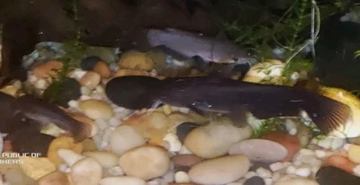 Baby Yellow Bullhead Catfish 4-5 Inch Live Fish - Image 1 of 4
