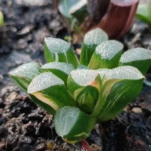 Haworthia Bayeri Variegated 🏵️ about  6cm succulent  - Picture 1 of 5