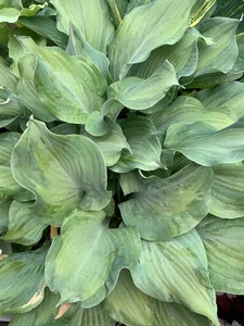 Hosta ‘ Regalia ’ Plantain Lily Plant Shipping Spring 2025 - Picture 1 of 1
