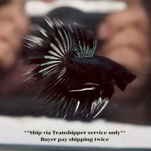 Live Betta Fish Black CT White Tail Crowntail Good Quality from TH 19J03 - Picture 1 of 4