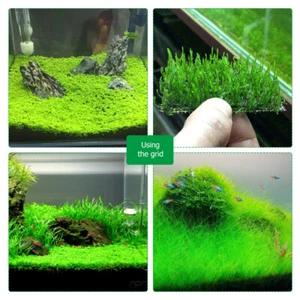 Stainless Steel Mesh Moss Plants for Aquarium Minnow Net Fish Tank - Picture 1 of 11