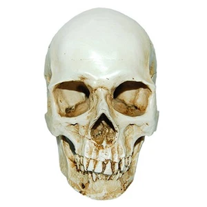 Réplica de cráneo humano tamaño real 1:1 modelo de resina negro o blanco gris - Imagen 1 de 10