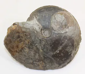 Ammonit, Hyperlioceras discites, Jura, Bajoc, Achdorf, Deutschland -c109 - Picture 1 of 5