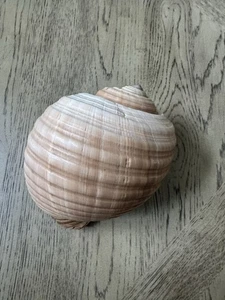 Concha de caracol Tun Ocean muy grande aprox 8" L X 7" W X 6” T excelente estado - Imagen 1 de 17