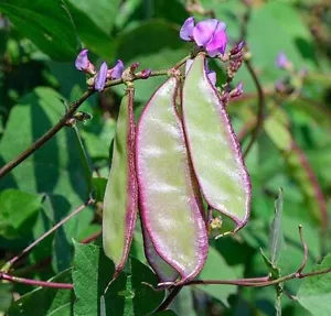 10 Asian Hyacinth Bean SEEDS | Non-GMO - Picture 1 of 2