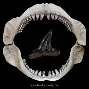 2pcs Fossil Shark Teeth | Middle Eocene Tooth | 40 MILLION YEARS OLD