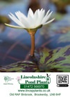 Lincolnshire Pond Plant - Catalogue - Pond and Bog Plant Needs - Fish or Wild...