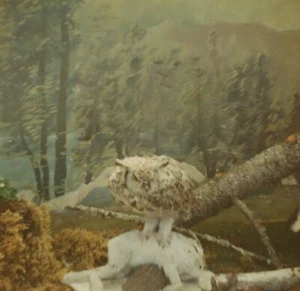 Taxidermia Búho y Conejo Diorama Bosque Telón de Fondo Años 60 Historia Natural - Imagen 1 de 3