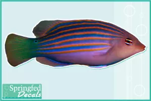 Sechszeiliger Lippfisch Vinyl Aufkleber Auto LKW Aquarium Fische Decal - Bild 1 von 1
