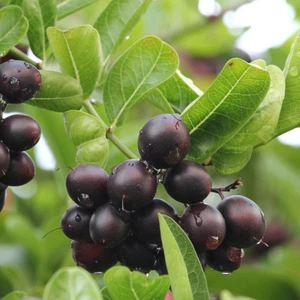 BeauFlora Hybrid Karonda Cherry (negro, plántula) 1 planta de raíz desnuda - Imagen 1 de 2