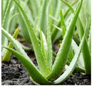 1 Aloe Vera Medicinal Plant Air Purifier, Drought Tolerant, Easy Care Succulent - Picture 1 of 3