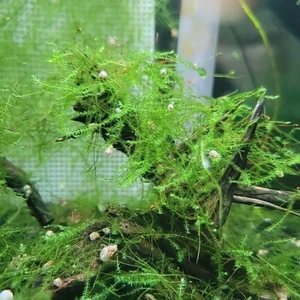 Aquatic Moss mixed 3oz! Mini Taiwan, Java, Willow, Weeping, and Peacock - Picture 1 of 9
