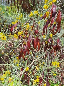 SILVER CASSIA - 5+ seeds Senna artemisioides E 341 - Picture 1 of 2