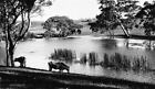 Cattle drinking from 'S' Lagoon Casterton Victoria 1925 OLD PHOTO