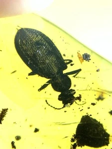 extinct Ommadidae burmite Cretaceous Amber fossil dinosaurs era - Picture 1 of 3