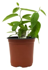 Lady Margaret Passion Flower Vine (Passiflora hybrid) - 1 TC Plant/Plug - 2-4 in - Picture 1 of 4