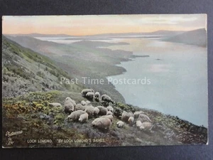 Escocia HIGHLAND SHEEP por LOCH KOMOND BRAES c1908 por Raphael Tuck 8073 - Imagen 1 de 2