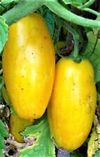 Banana Legs Yellow Tomato Seeds 50 Ct Vegetable HEIRLOOM NON-GMO FREE SHIPPING