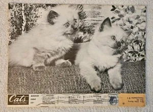 Cats March 1964, Sleeping Tom Cat Toshogu Shrine, Blue Point Himalayan Kits - Picture 1 of 4