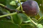 LAMPEIRA PRETA 1 ROOTED PLANT - Fig Trees Varieties LAMPEIRA PRETA-