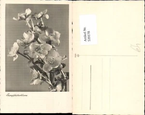 539178, flor flores flor yema de pantano - Imagen 1 de 1