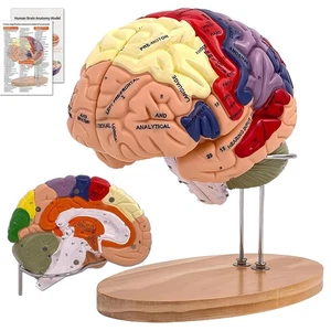 Menschliches Gehirn Modell 2X Lebensgroß, Gehirn Anatomie Modell für Neurowissenschaften, 4-teilig... - Bild 1 von 7