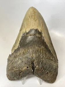 Megalodon Shark Tooth 6.33 inch - Giant - Authentic Fossil - Carolina 13892 - Picture 1 of 8