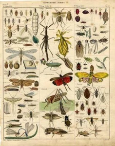 1843 OKEN HC LITHO peanut-head bug, cricket, stick insect, leaf insect, ... - Picture 1 of 2