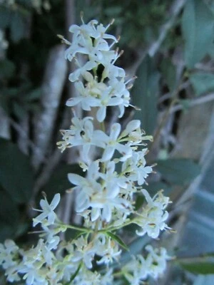 1 PLANT CHINESE PRIVET HEDGES SHRUBS 2-4' LONG LIGUSTRUM SINENSE PRIVACY HEDGE - Image 1 of 4