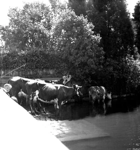 Portrait enfants troupeau vaches - ancien négatif photo an. 1950 - Picture 1 of 1