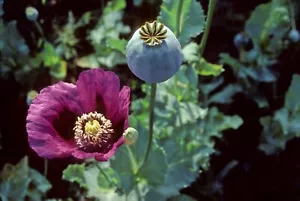 5.000 Samen Schlafmohn -Papaver Somniferum- - Bild 1 von 1
