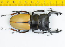 LUCANIDAE - Stag Beetle - Odontolabis femoralis (88mm) - MALAYSIA - 6814