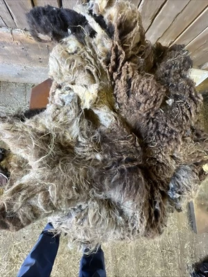 Icelandic fleece really NICE, Raw unwashed, unskirted, 3.8 pounds our sheep - Image 1 of 4