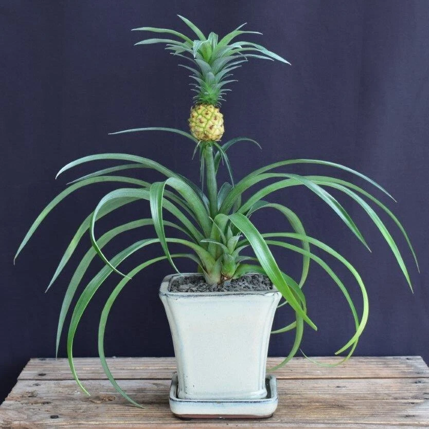 Bonsái de piña con flores y frutos - Bonsái de interior de tamaño mediano Foto 1 de 1