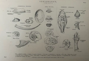 Antiker Druck Conchologie 1877 Muschel Terminologie viktorianisch wissenschaftlicher Gravur - Bild 1 von 23