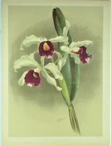 REICHENBACHIA BOTANICAL PRINT-ORCHIDEE-LAELIA PURPURATA-F SANDER-1892 - Bild 1 von 1
