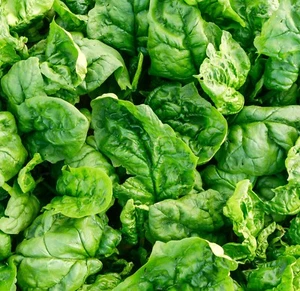 Giant Winter Spinach Seeds 300x - Hardy - Spinach - Vegetable - Picture 1 of 1
