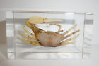 White Fiddler Crab Uca lactea in Clear Block Education Marine Animal Specimen