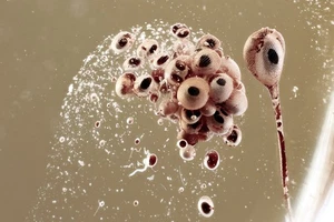 Great BUBBLE STREAM Fossil Inclusion Genuine BALTIC AMBER + HQ Pic 251120 - Picture 1 of 6